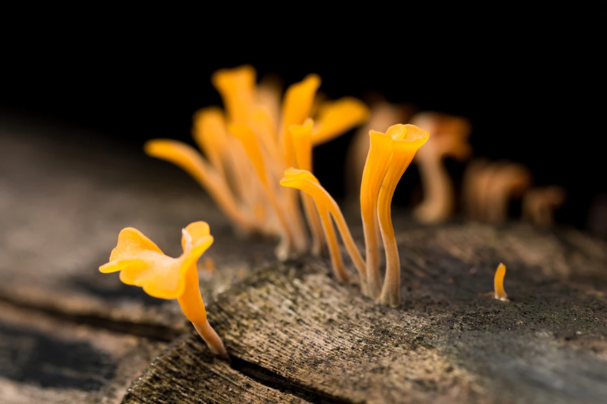 Guide Expert pour Éliminer l'Humidité des Murs : Causes et Solutions Efficaces